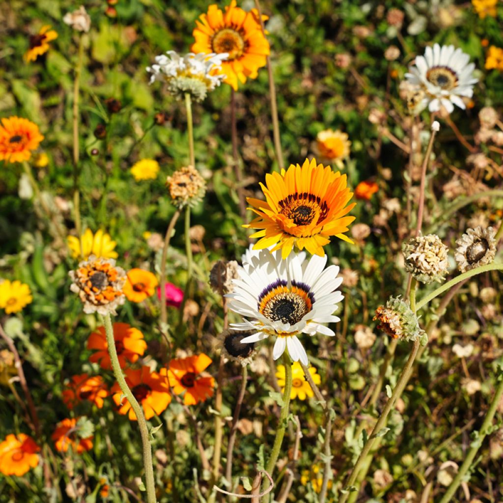 Venidium fastuosum Jaffa Ice (zaad) - Afrikaanse goudsbloem