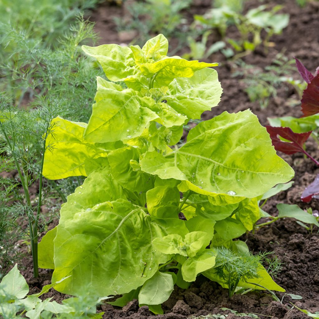 Tuinmelde - Atriplex hortensis (zaad)