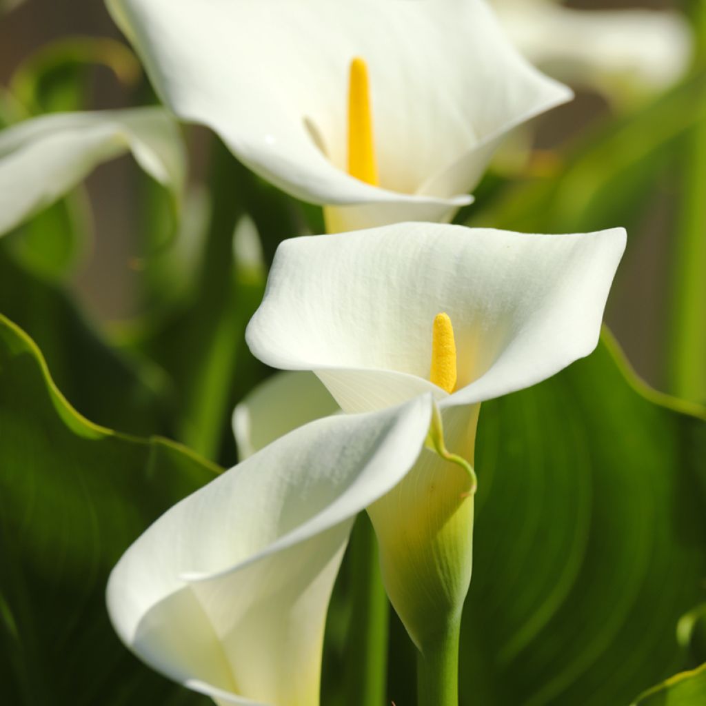 Zantedeschia aethiopica (zaad) - Witte aronskelk