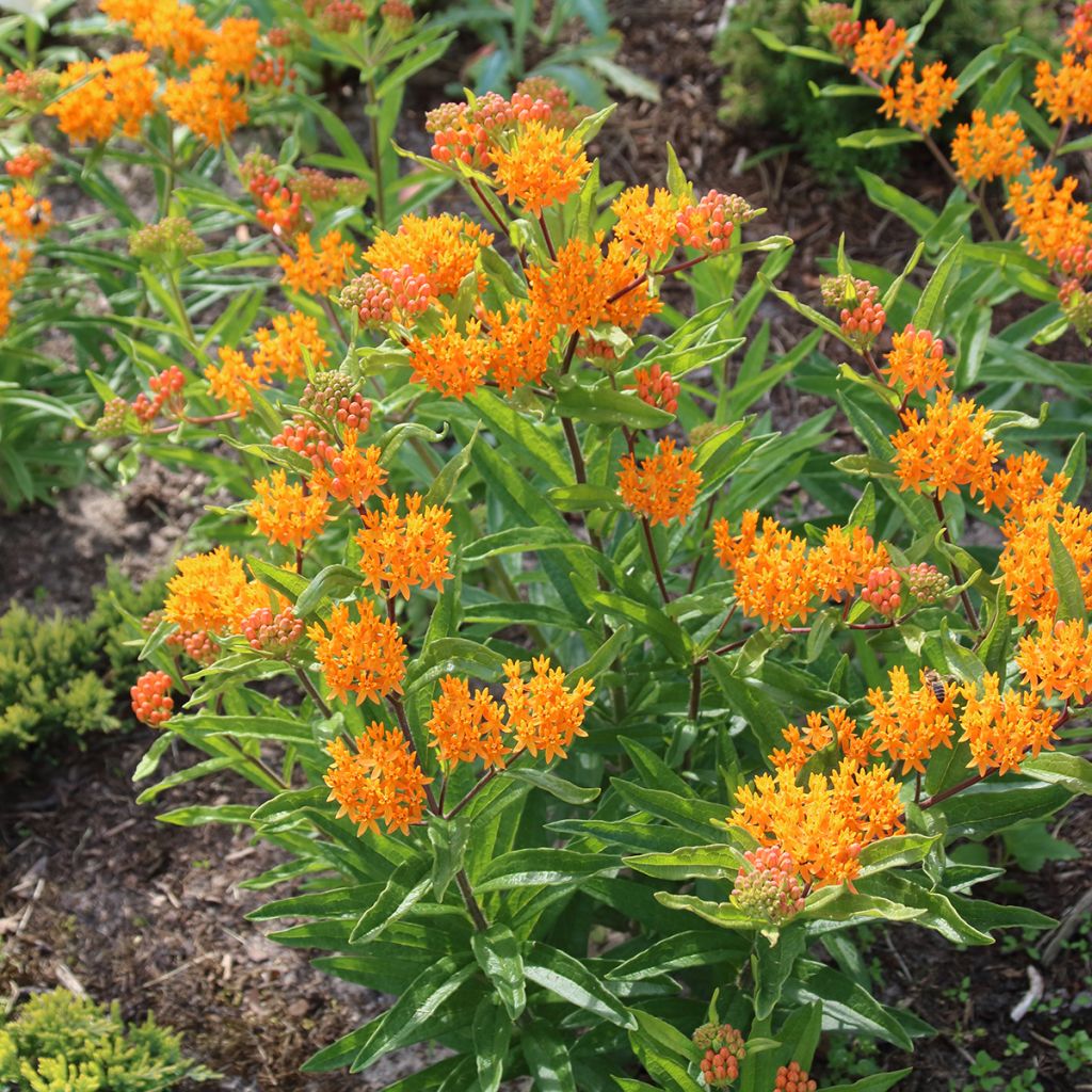 Asclepias tuberosa (zaad) - Knolzijdeplant