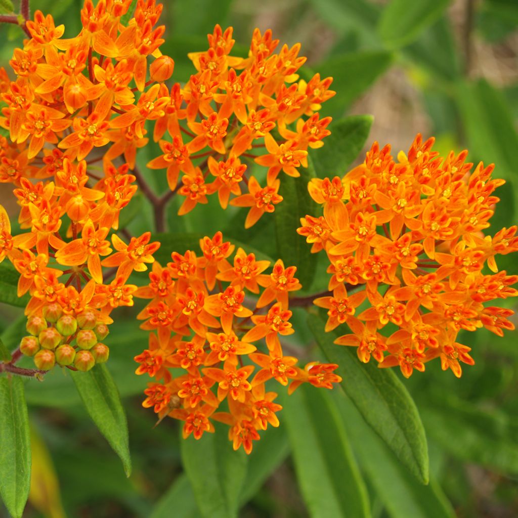 Asclepias tuberosa (zaad) - Knolzijdeplant