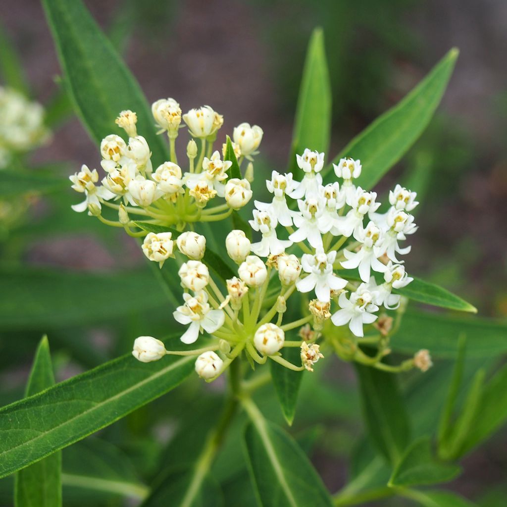 Asclepias incarnata Wit (zaad)