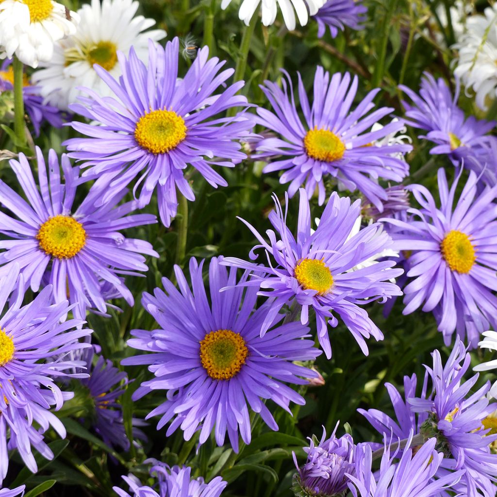 Aster alpinus Goliath (zaad) - Alpenaster