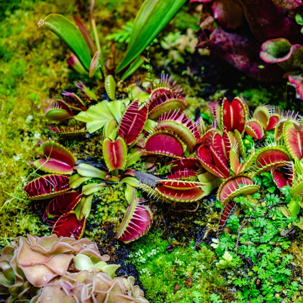 Dionaea muscipula (zaad) - Venusvliegenvanger