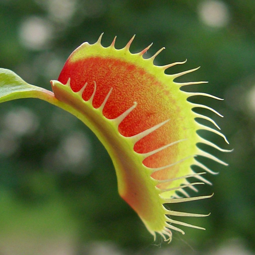 Dionaea muscipula (zaad) - Venusvliegenvanger