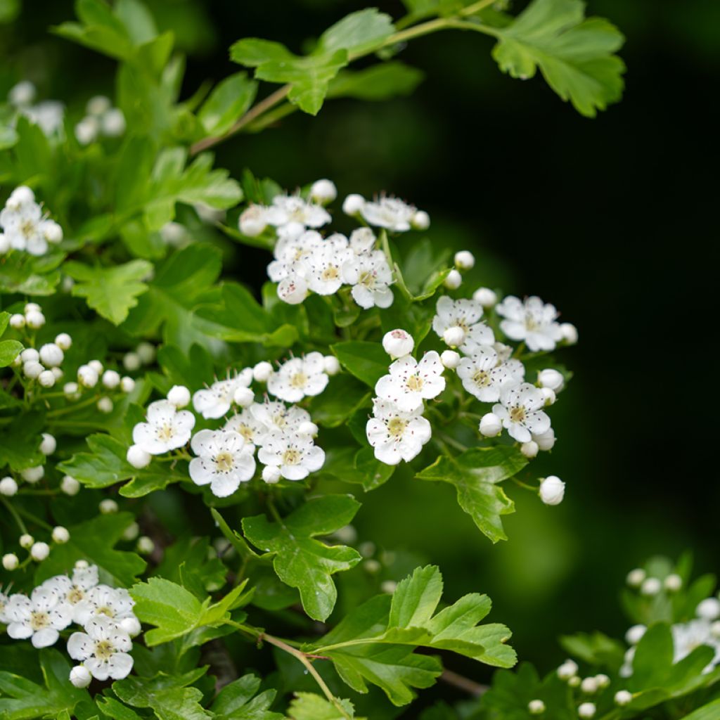 Crataegus monogyna (zaad) - Eenstijlige meidoorn