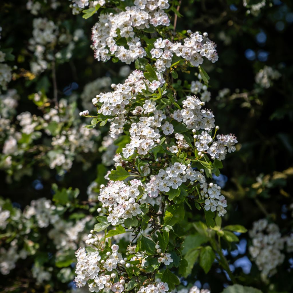 Crataegus monogyna (zaad) - Eenstijlige meidoorn
