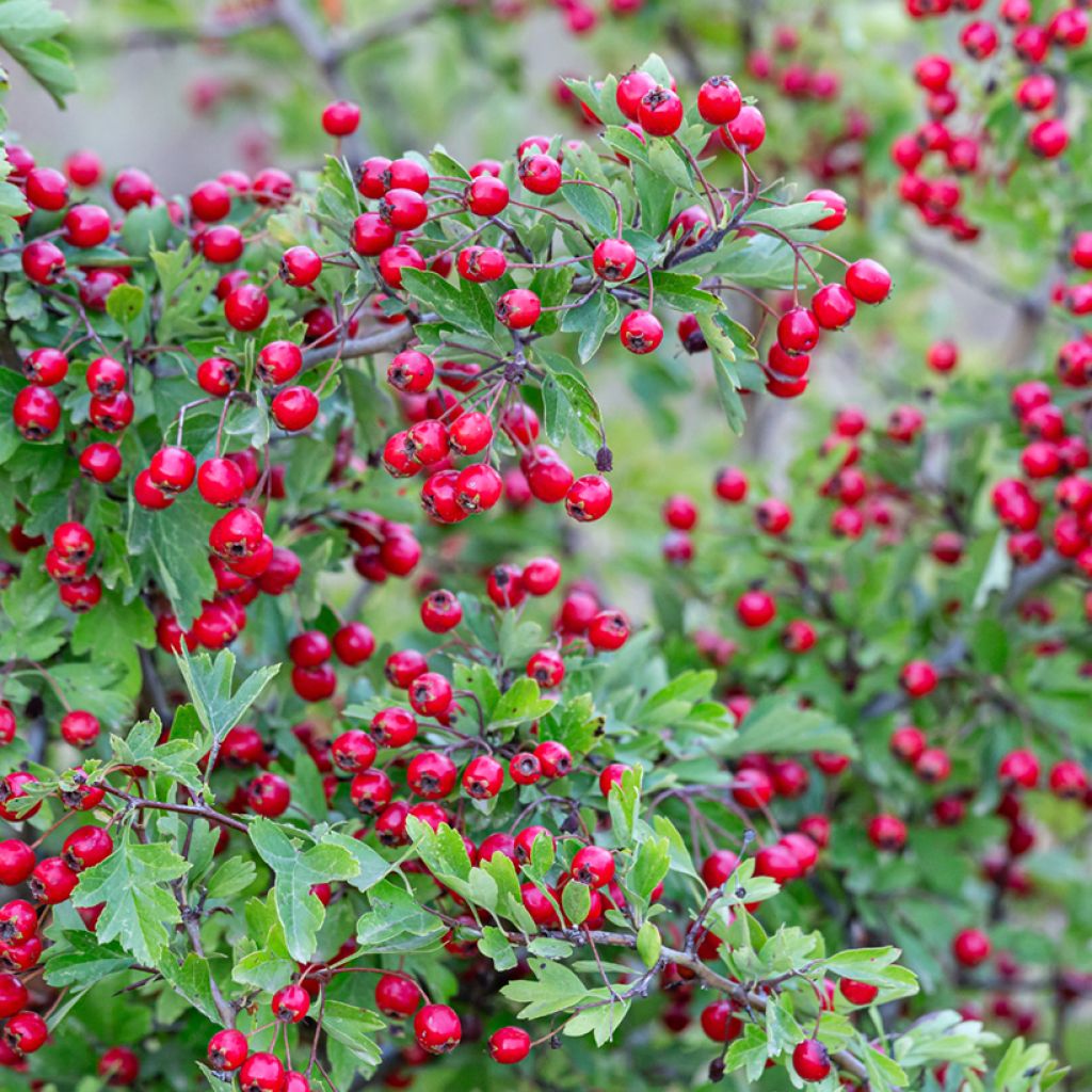 Crataegus monogyna (zaad) - Eenstijlige meidoorn