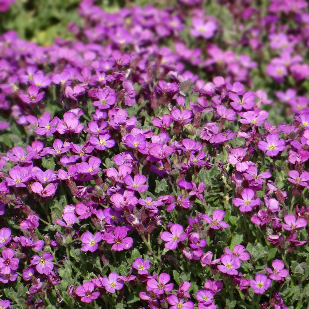 Aubrieta Leichtlinii Roze (zaad) - Blauwkussen