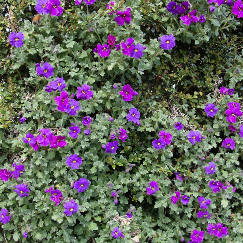 Blauwkussen Purple Cascade F1 (zaad) - Aubrieta