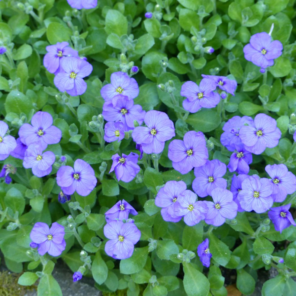Blauwkussen Royal Blue (zaad) - Aubrieta cultorum
