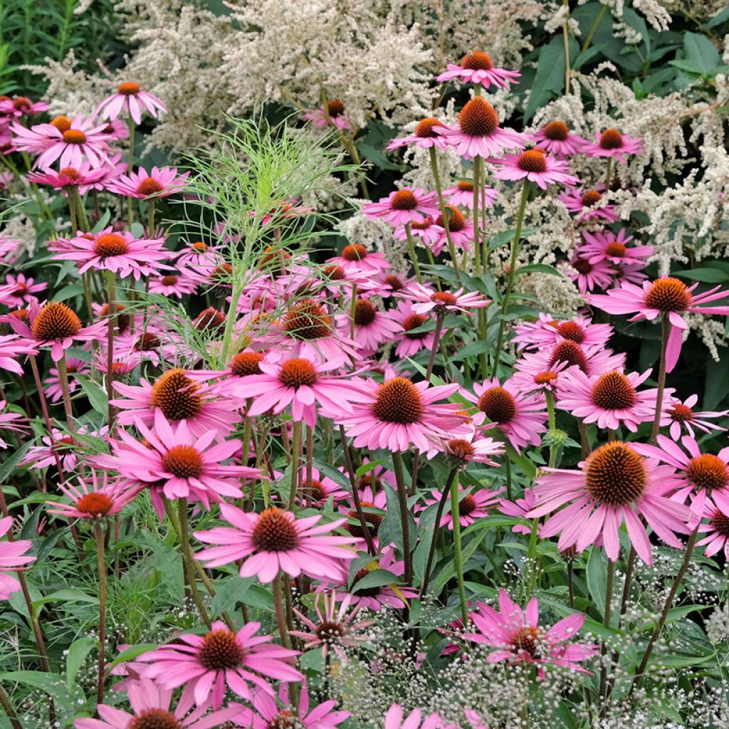 Echinacea purpurea Pink Parasol (zaad) - Rode zonnehoed