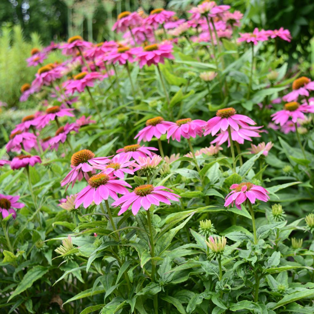 Echinacea purpurea Pow Wow Wild Berry (zaad) - Rode zonnehoed