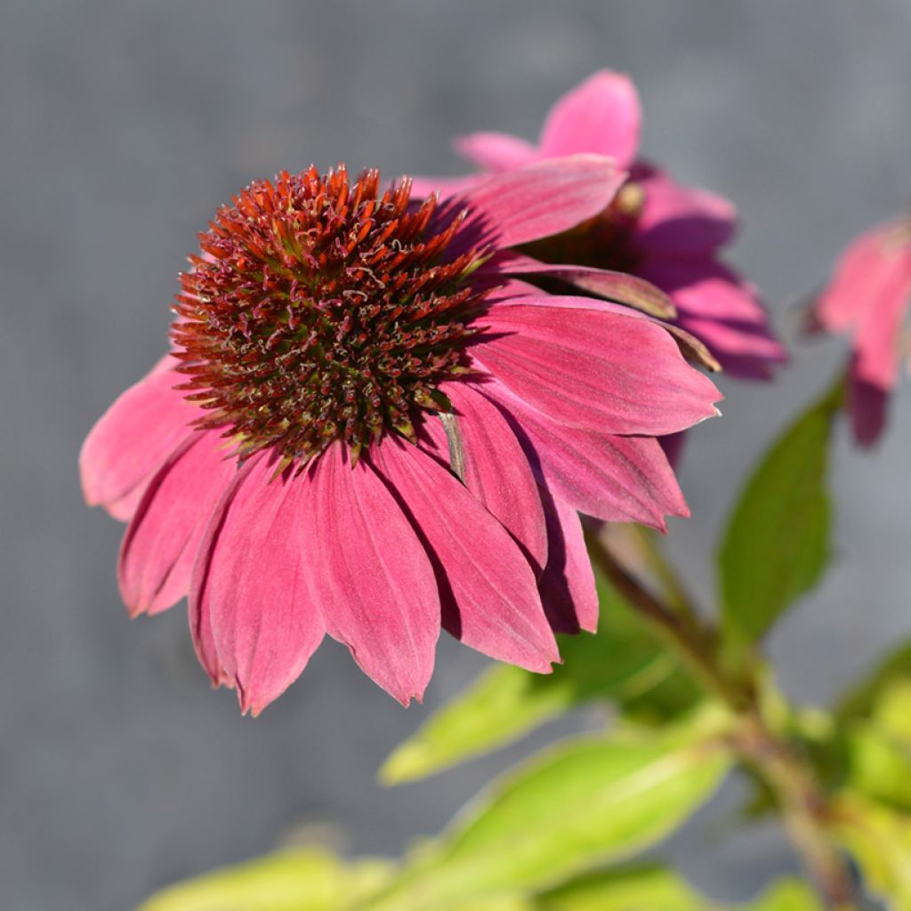 Echinacea purpurea Pow Wow Wild Berry (zaad) - Rode zonnehoed