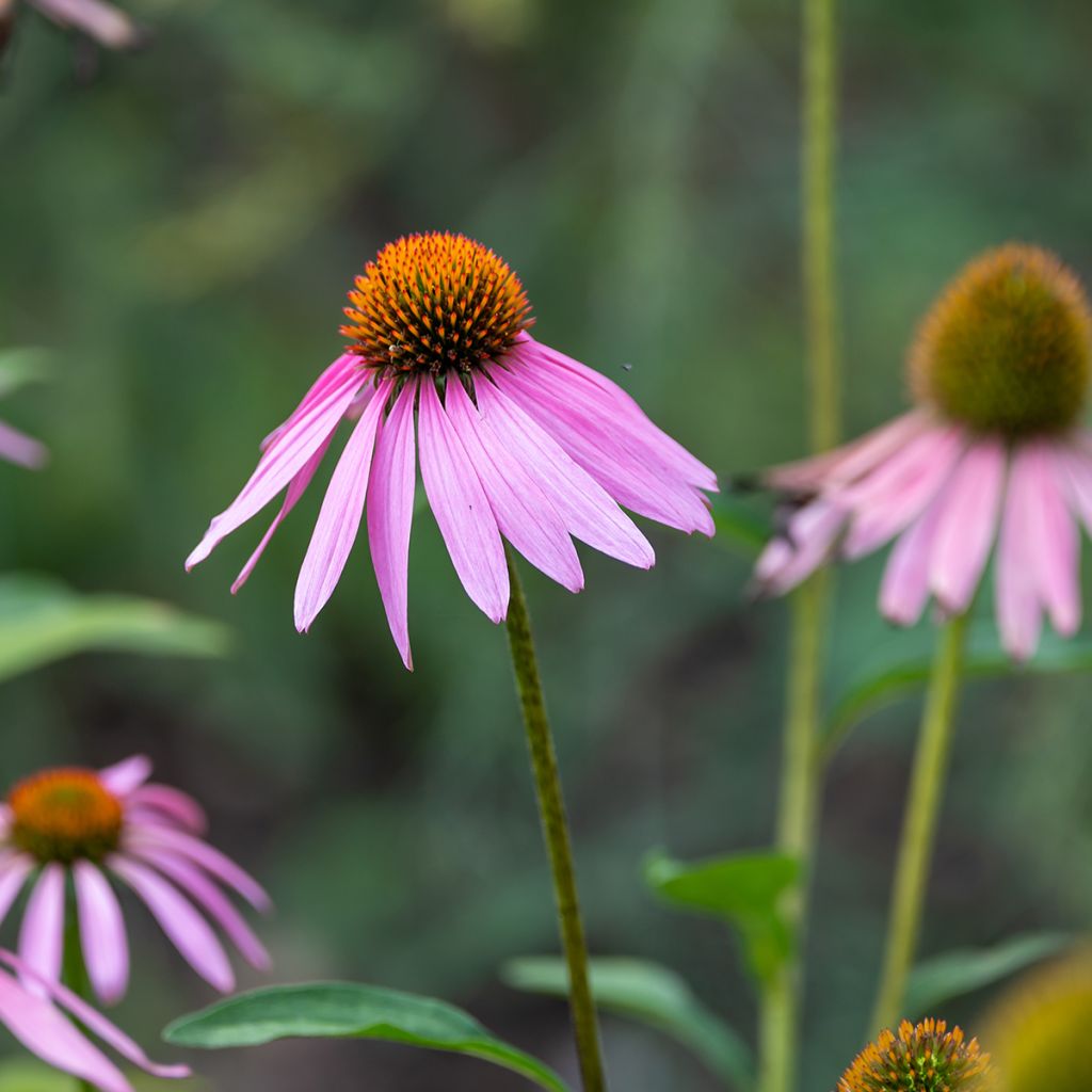 Echinacea purpurea Magnus (zaad) - Rode zonnehoed