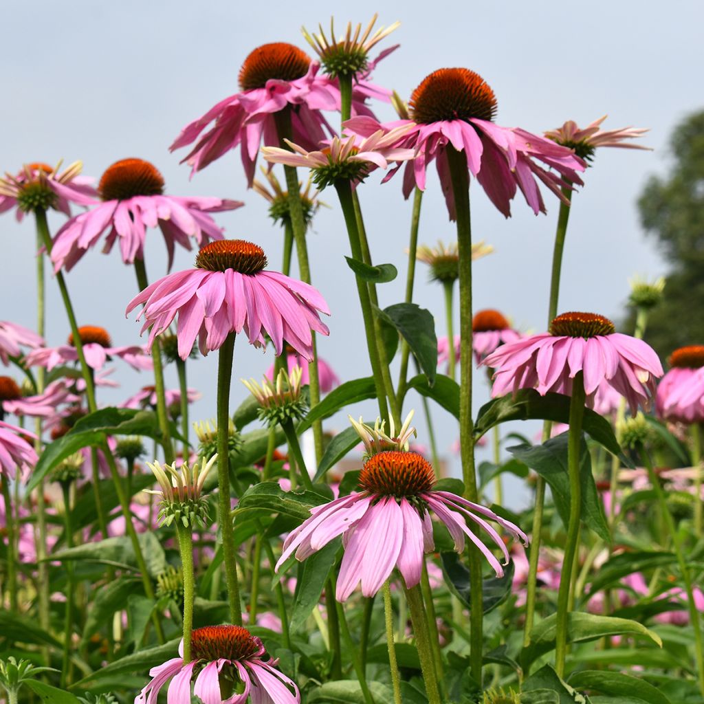 Echinacea purpurea Magnus (zaad) - Rode zonnehoed