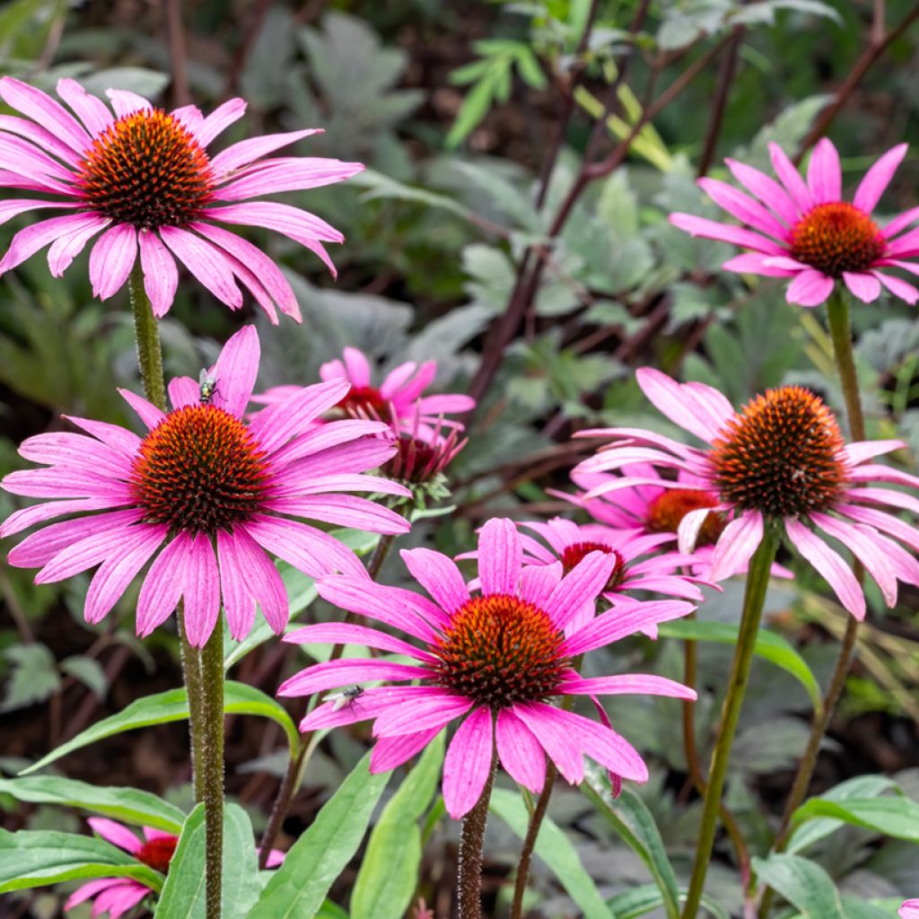 Echinacea purpurea Magnus (zaad) - Rode zonnehoed