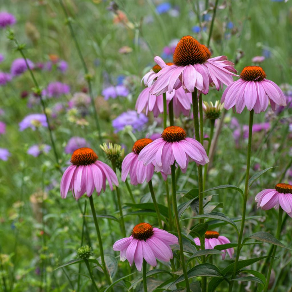 Echinacea purpurea (zaad) - Rode zonnehoed