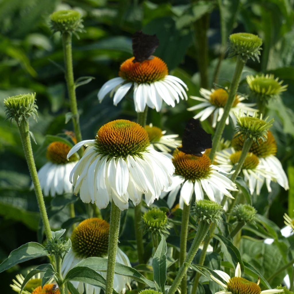 Echinacea purpurea White Swan (zaad) - Rode zonnehoed