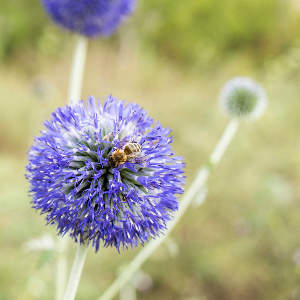 Echinops bannaticus Blue Glow (zaad) - Kogeldistel