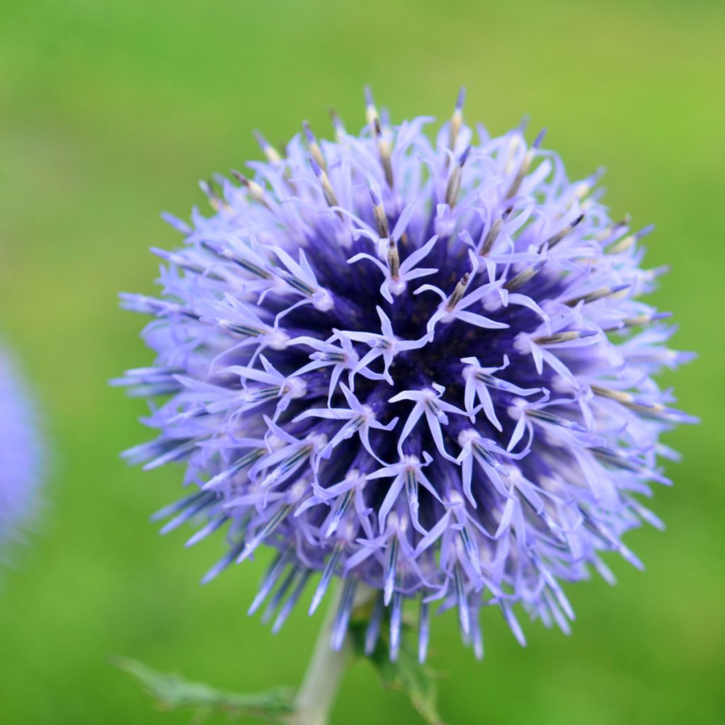 Echinops bannaticus Blue Glow (zaad) - Kogeldistel