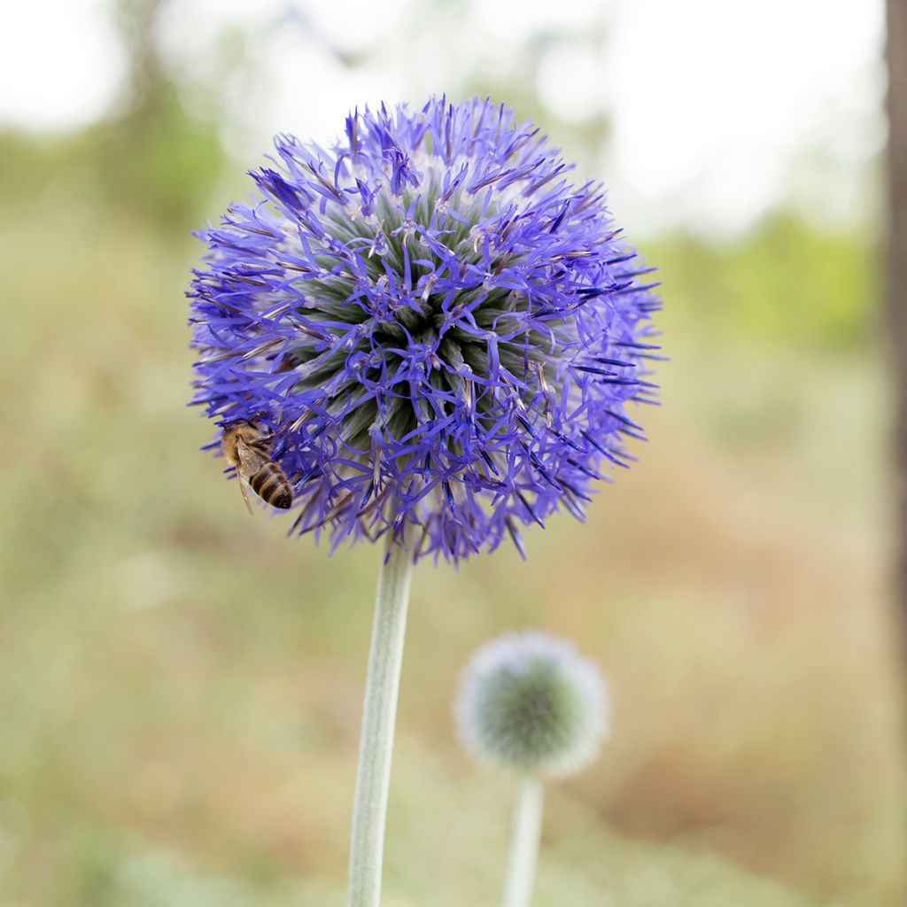 Echinops bannaticus Blue Glow (zaad) - Kogeldistel