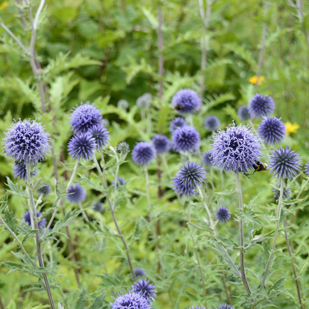 Echinops ritro (zaad) - Kogeldistel