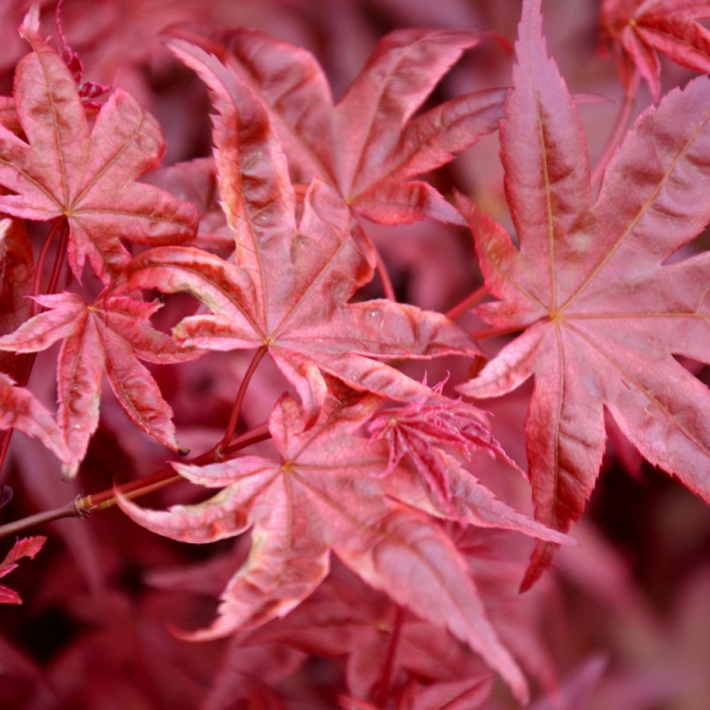 Acer palmatum Atropurpureum (zaad) - Japanse esdoorn