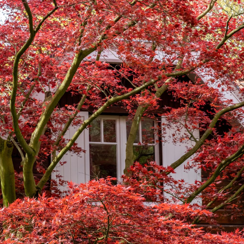 Acer palmatum Atropurpureum (zaad) - Japanse esdoorn