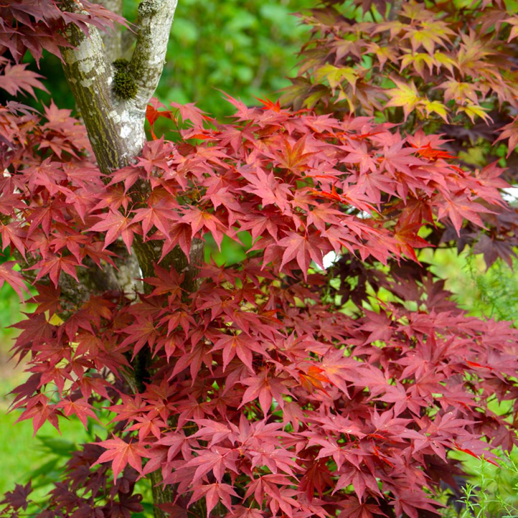 Acer palmatum Atropurpureum (zaad) - Japanse esdoorn