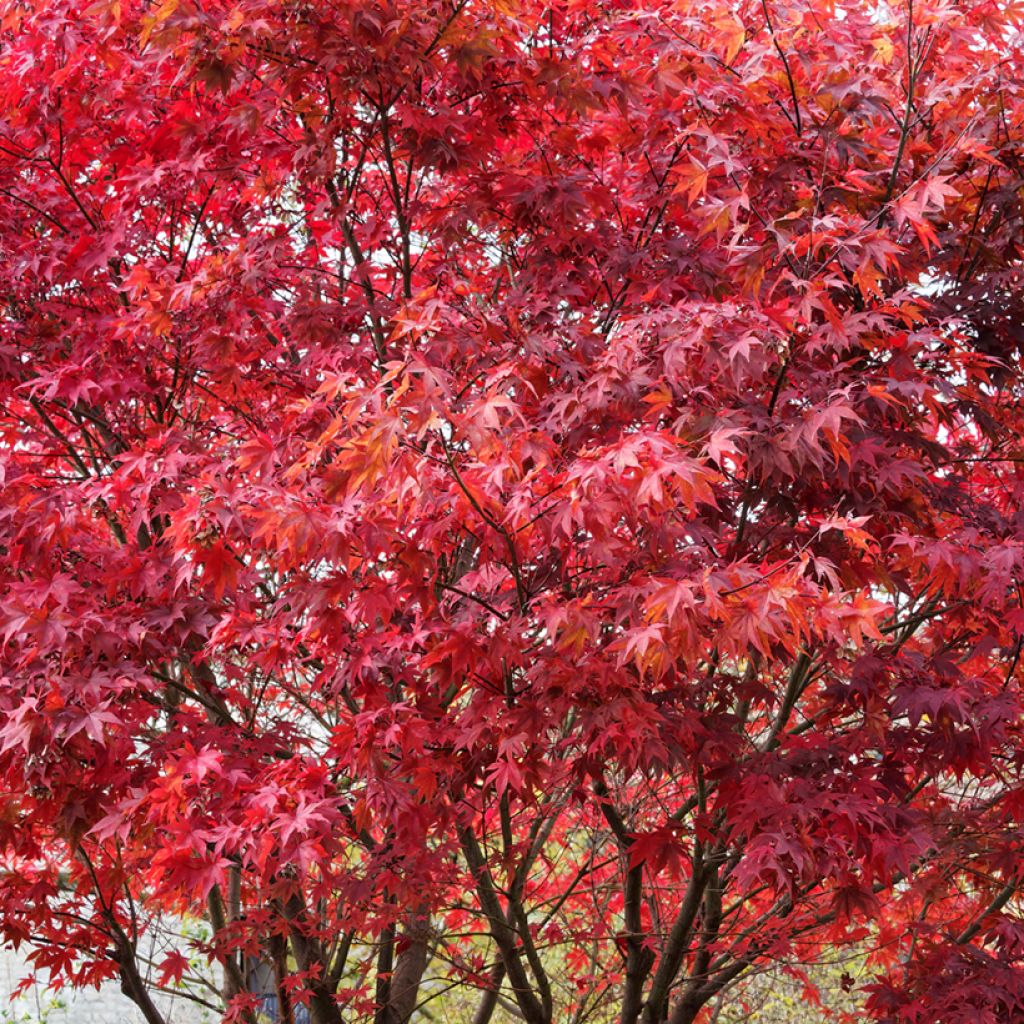 Acer palmatum Atropurpureum (zaad) - Japanse esdoorn