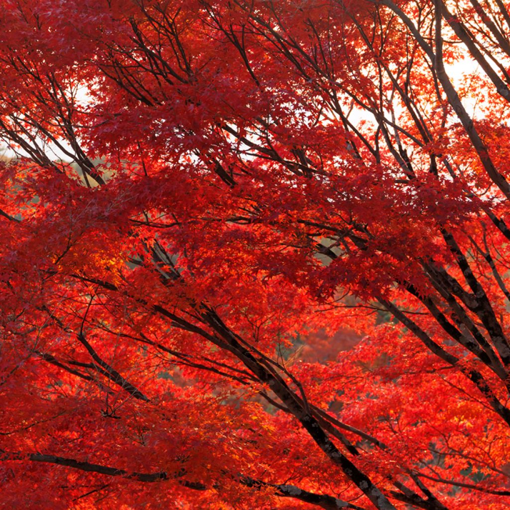 Acer rubrum (zaad) - Rode esdoorn