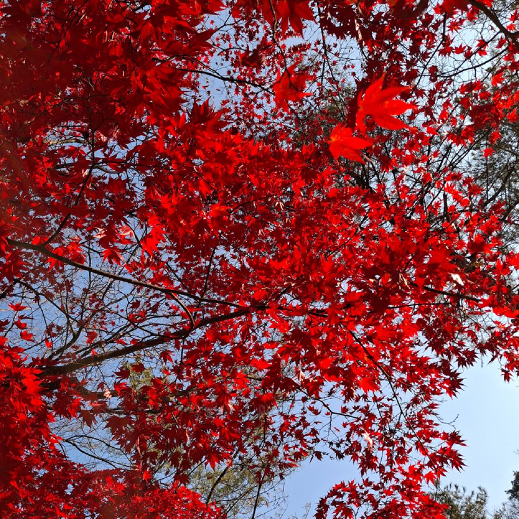 Acer rubrum (zaad) - Rode esdoorn