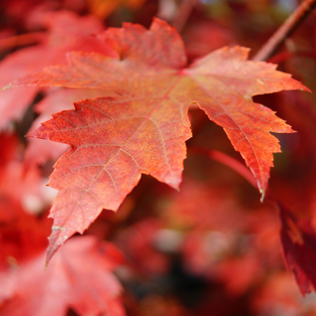 Acer rubrum (zaad) - Rode esdoorn