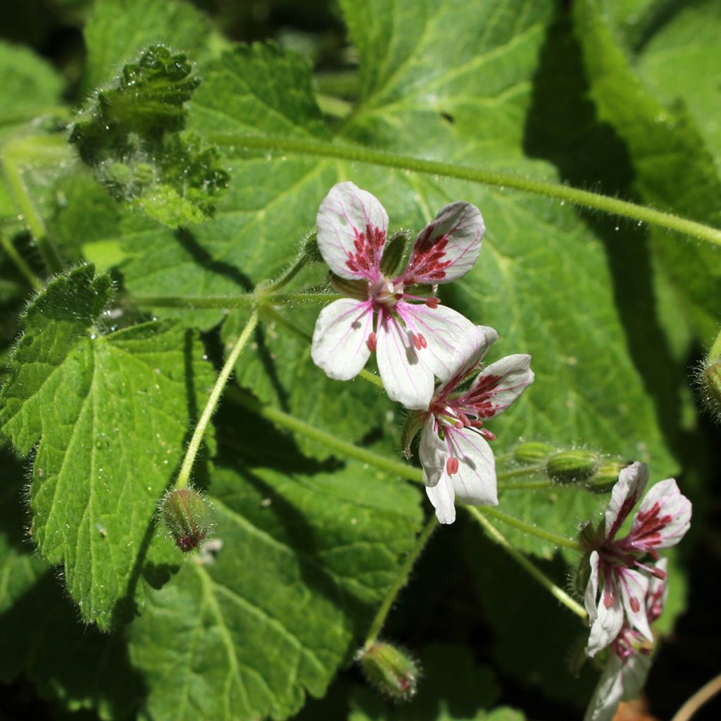 Erodium pelargoniflorum Sweetheart (zaad) - Reigersbek