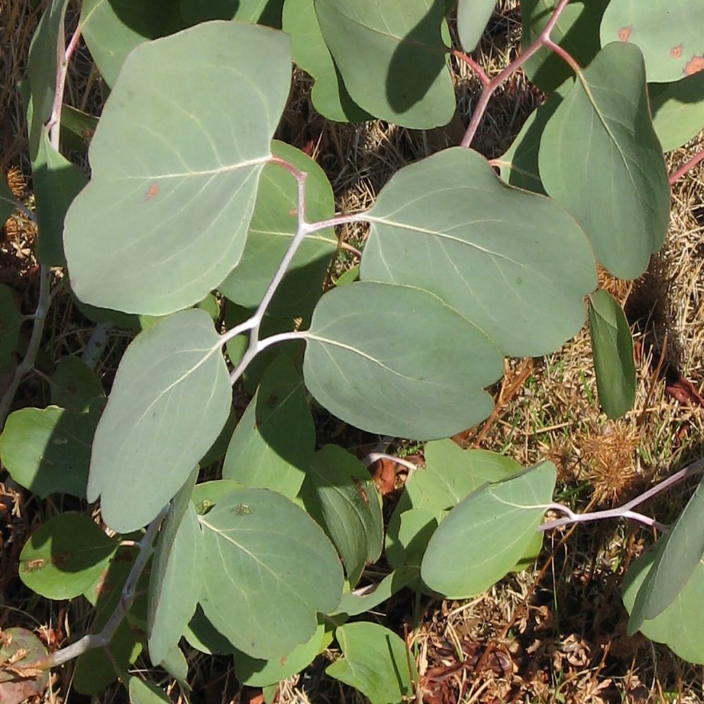 Eucalyptus polyanthemos (zaad) - Gomboom