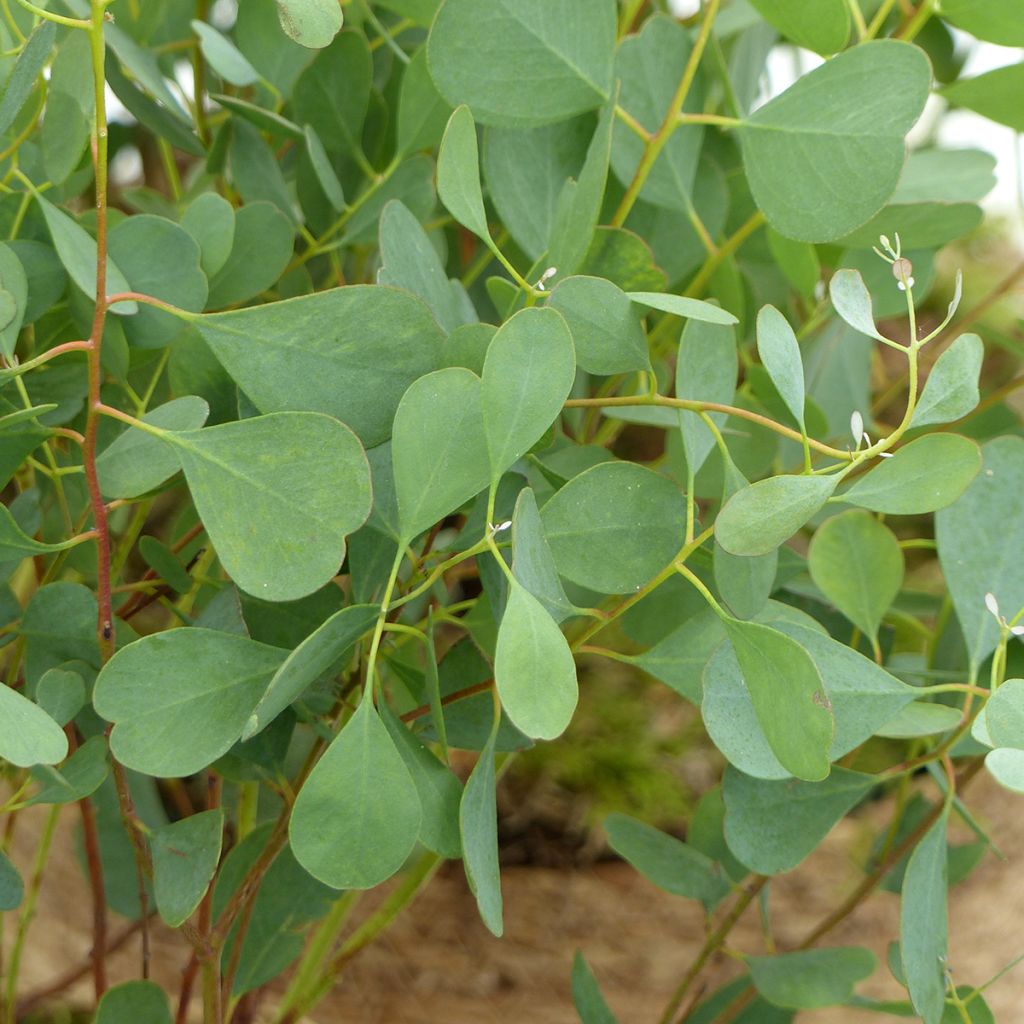 Eucalyptus websteriana (zaad) - Gomboom