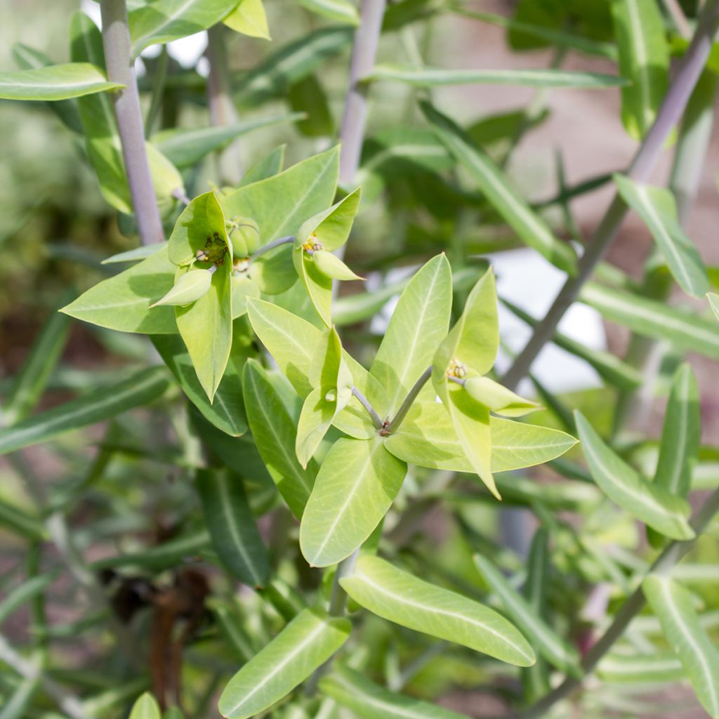 Euphorbia lathyris (zaad) - Kruisbladige wolfsmelk
