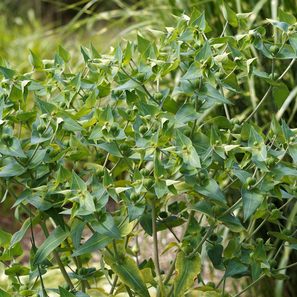 Euphorbia lathyris (zaad) - Kruisbladige wolfsmelk