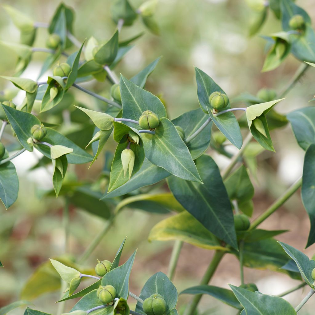 Euphorbia lathyris (zaad) - Kruisbladige wolfsmelk