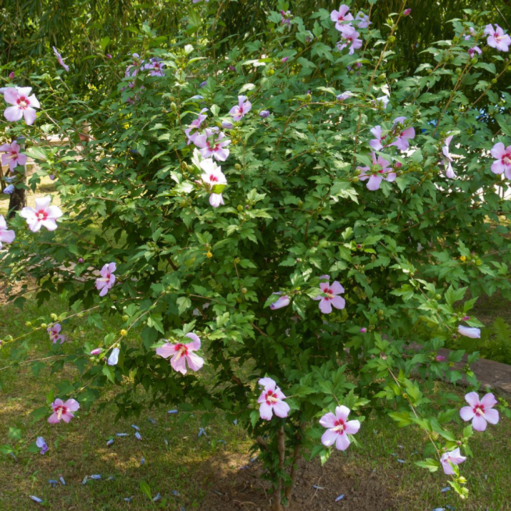 Hibiscus syriacus (zaad) - Tuinhibiscus