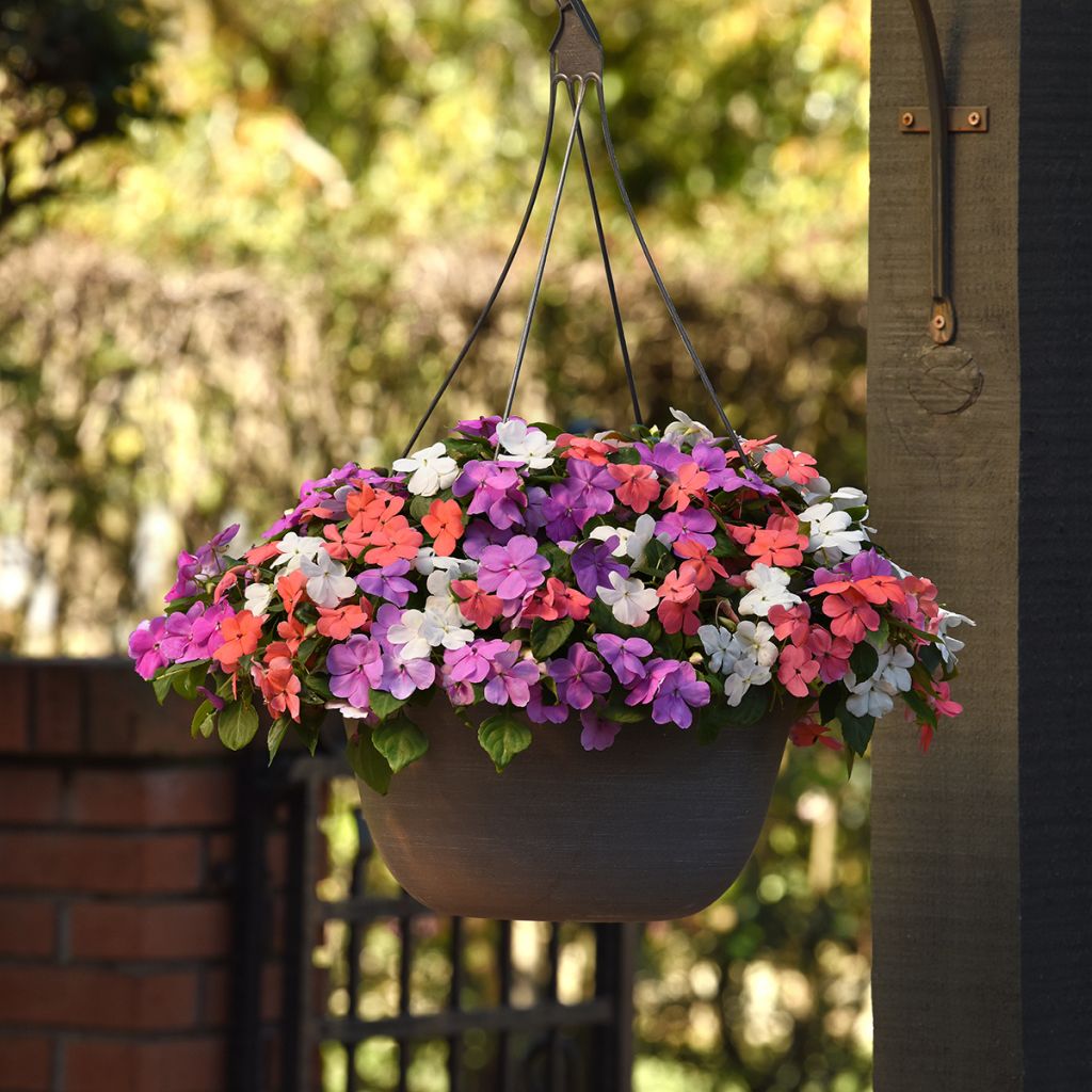 Impatiens walleriana Beacon F1 Pearl Island Mix (zaad) - Vlijtig liesje