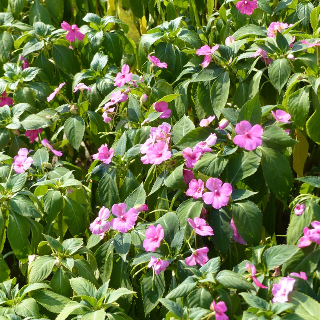 Impatiens holstii Mix (zaad) - Vlijtig liesje
