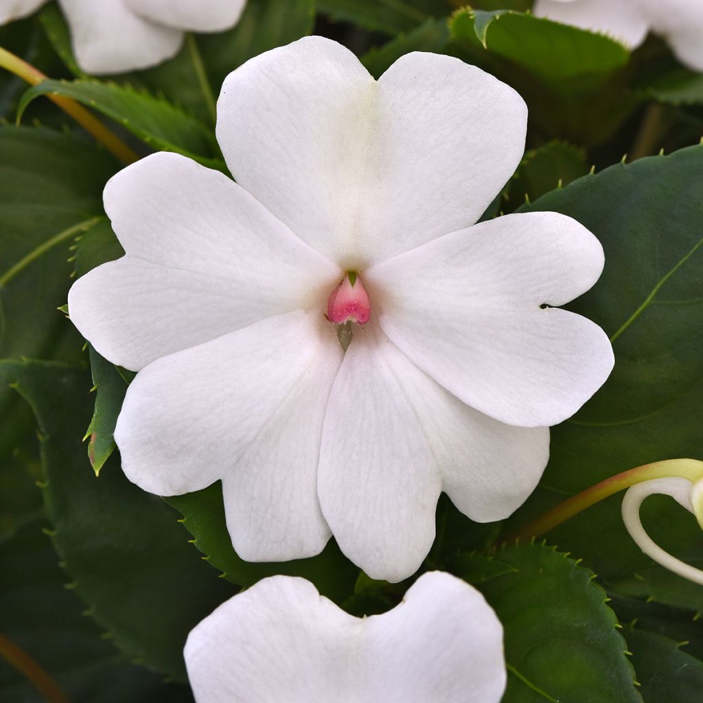 Impatiens Solarscape White Pearl (zaad) - Vlijtig liesje