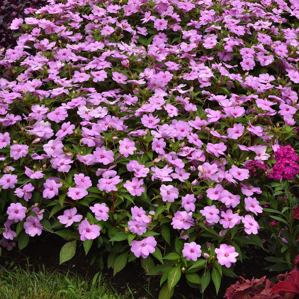 Impatiens Solarscape XL Lilac Spark (zaad) - Vlijtig liesje