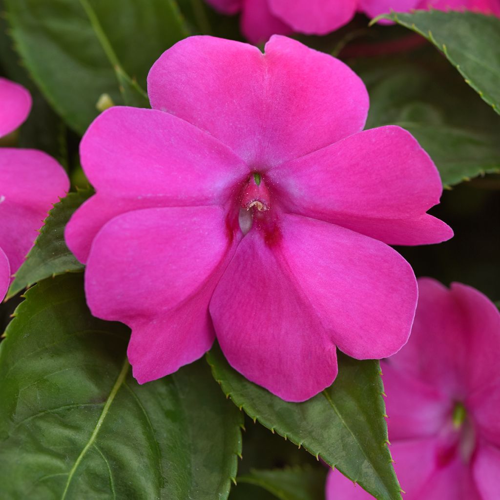 Impatiens Solarscape XL Pink Jewel (zaad) - Vlijtig liesje