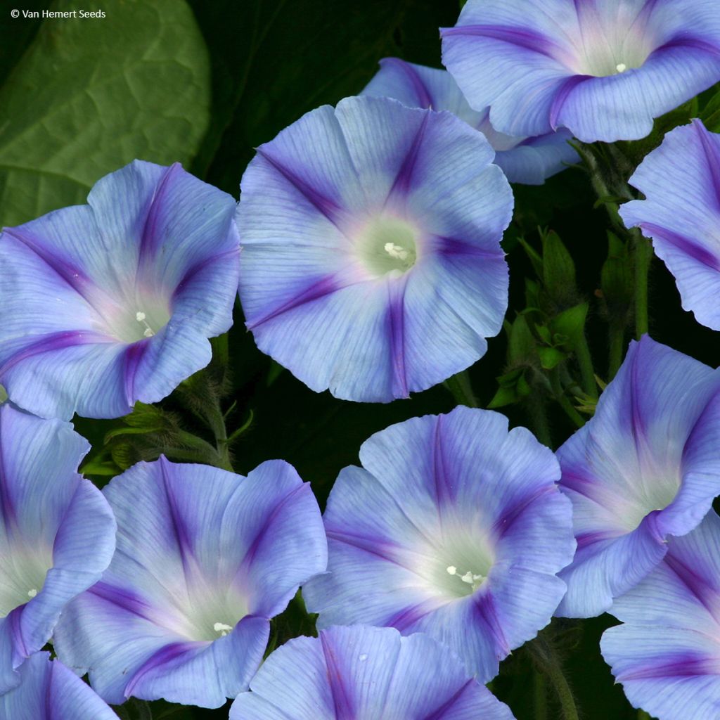 Ipomoea purpurea Dacapo Light Blue (zaad) - Klimmende winde