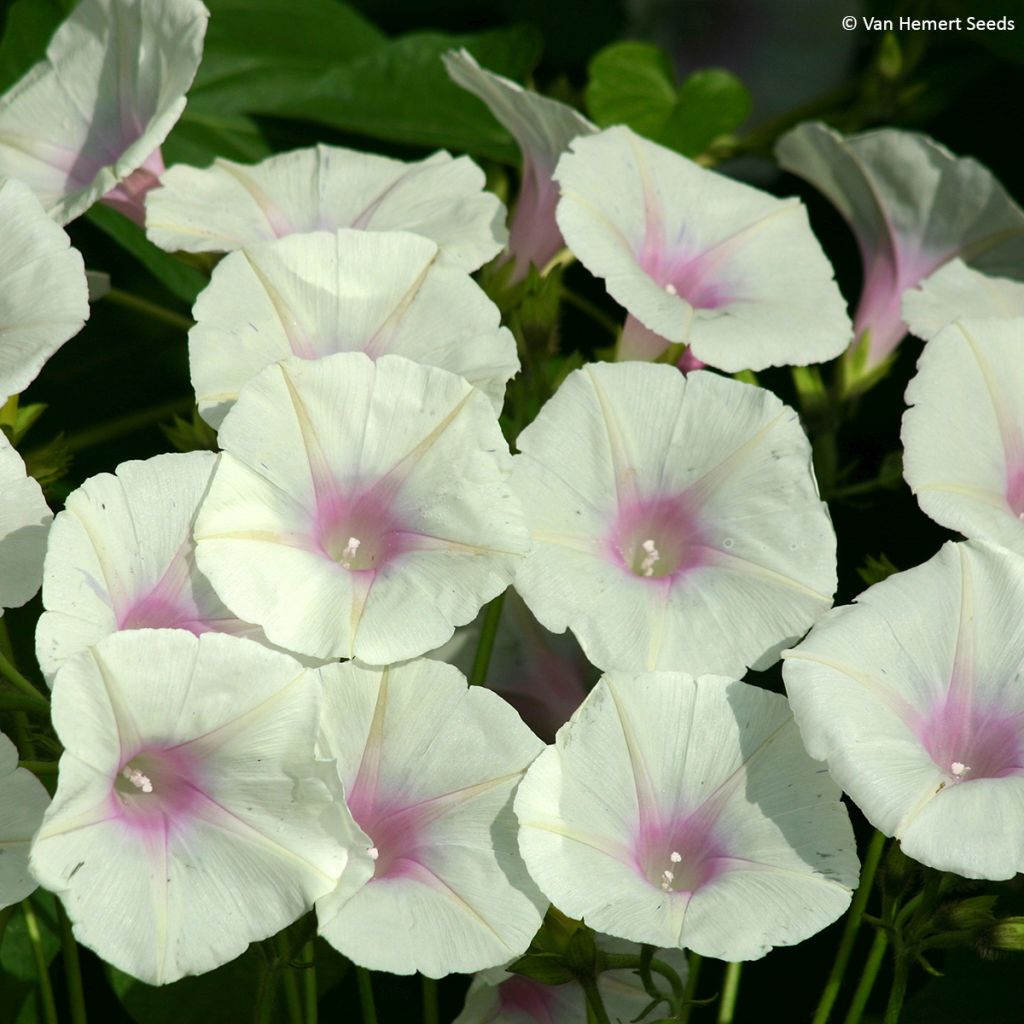 Ipomoea purpurea Dolce Vita (zaad) - Klimmende winde