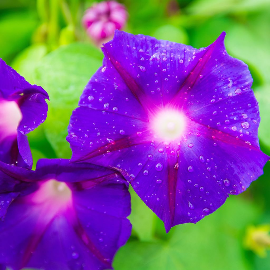 Ipomoea purpurea Grandpa Ott (zaad) - Klimmende winde