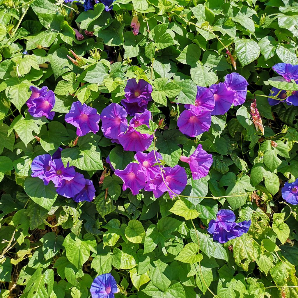 Ipomoea purpurea Grandpa Ott (zaad) - Klimmende winde